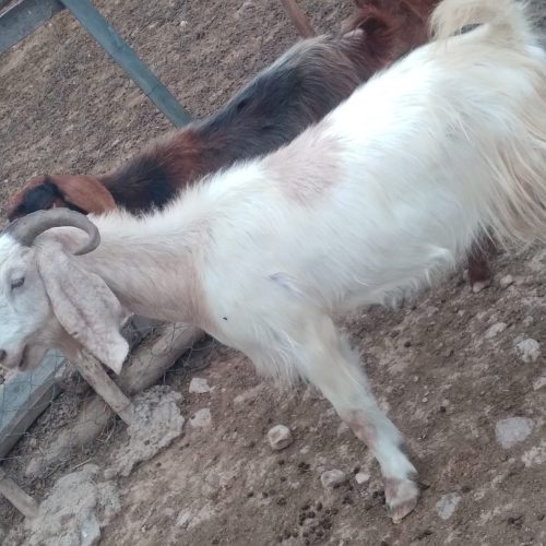 بز پاکستانی