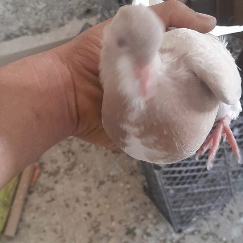 یک جفت جوجه هفرنگ خال دار