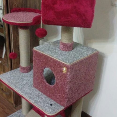 گربه اسکاتیش