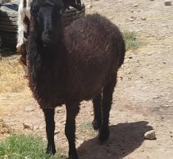 فروش بره وکهره