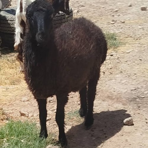 فروش بره وکهره