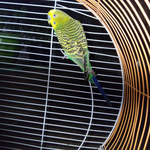 گیرینچیک ..عروس هلندی..مرغ عشق….همه دست پرورده خودم