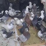 24طوق کبوتر بلندپرواز