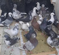 24طوق کبوتر بلندپرواز