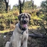 سگ پژدر خالص ماده