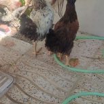 پنج عدد جوجهسه تا ژاپنیجوجه بهار سه تا مال زیر مرغ خودمن