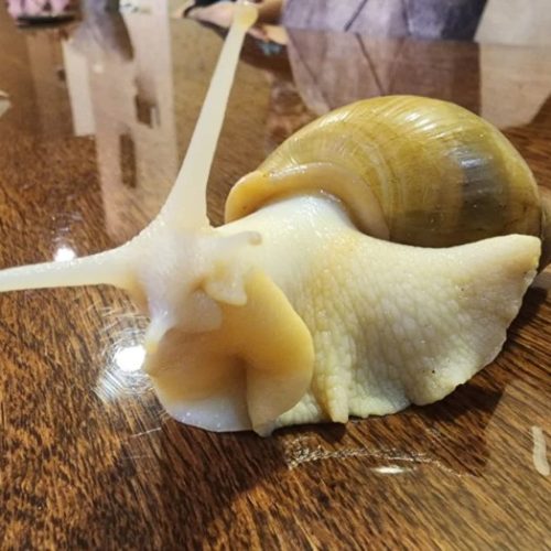 حلزون آچاتینا پرورشی