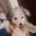 فروش سگ شیتزو