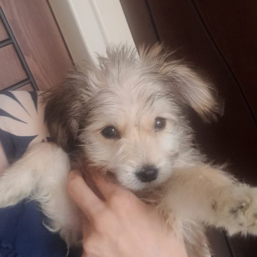 فروش سگ شیتزو