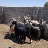 تعداد9راس نربز