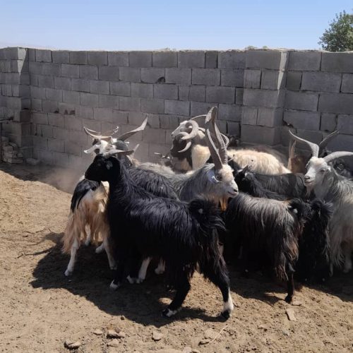 تعداد9راس نربز