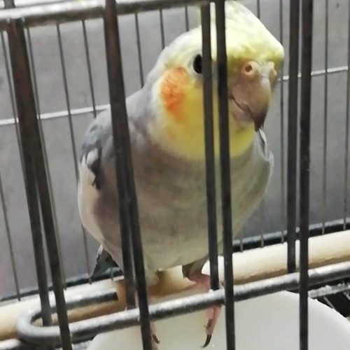 عروس هلندی مولد