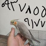 عروس هلندی فروشی