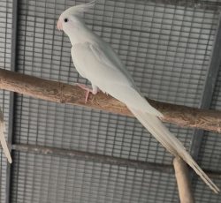 پرنده عروس هلندی ومرغ عشق