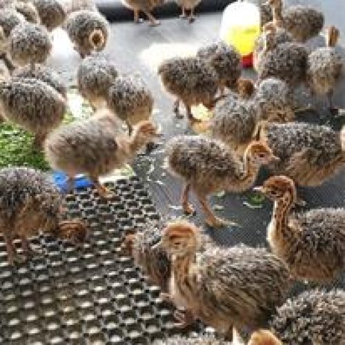 شترمرغ وطاووس