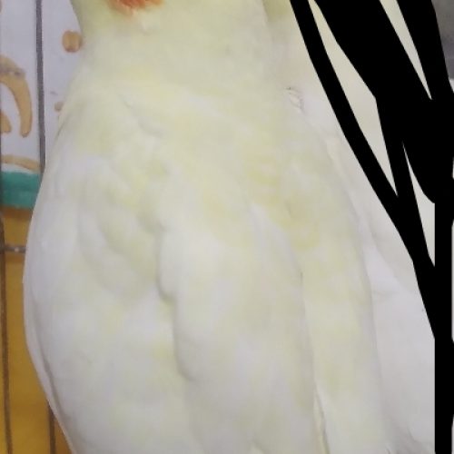 طوطی عروس لوتینو سخنگو نیمه دستی