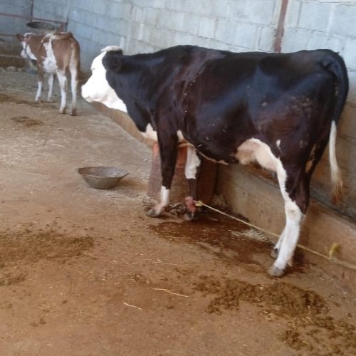 فروش گاو سیمینتال اصل