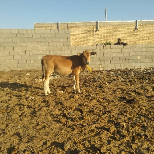 گوساله‌نر‌