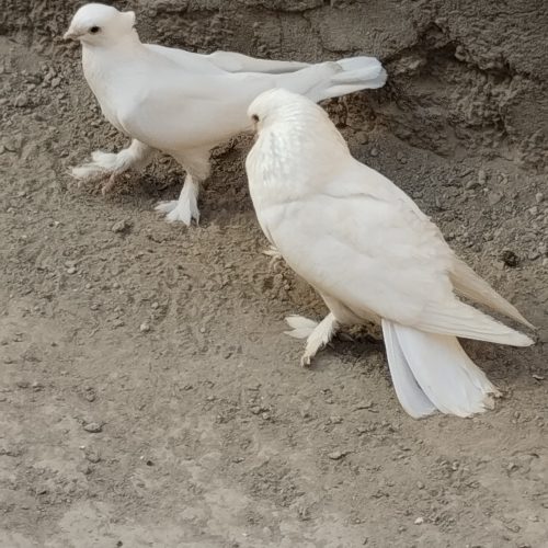 پرنده فروشی توافقی معاوضه هم میکنم نوک سیاه سیاه رنگ کاکلی