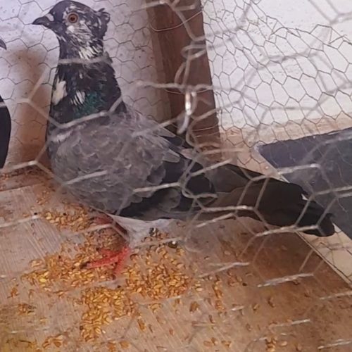 کبوتر پرشی ماده بالای 6 ساعت پرش فوق العاده ب شرط قیمت مناسب