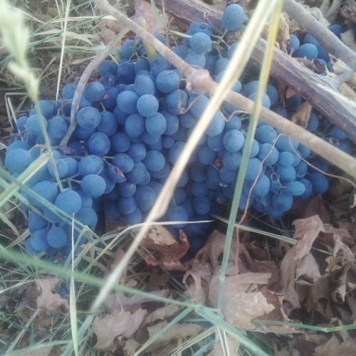انگورسیاه دیم درجه یک