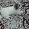 فروش یامعامله