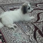 فروش یامعامله