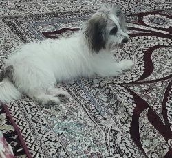 فروش یامعامله