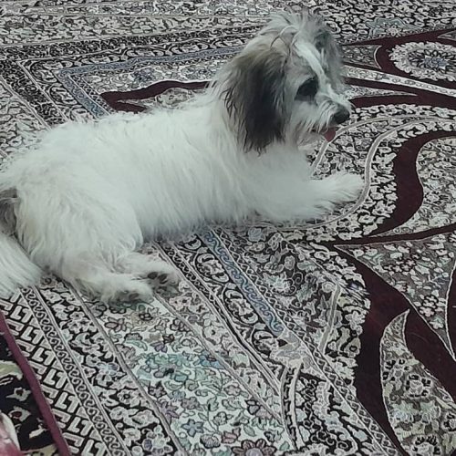 فروش یامعامله