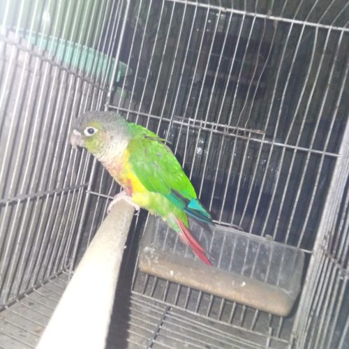 گیرینچیک ..عروس هلندی..مرغ عشق….همه دست پرورده خودم