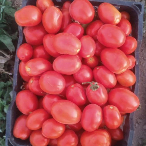 گوجه‌لوکس