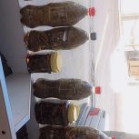 خبارشور ترشی