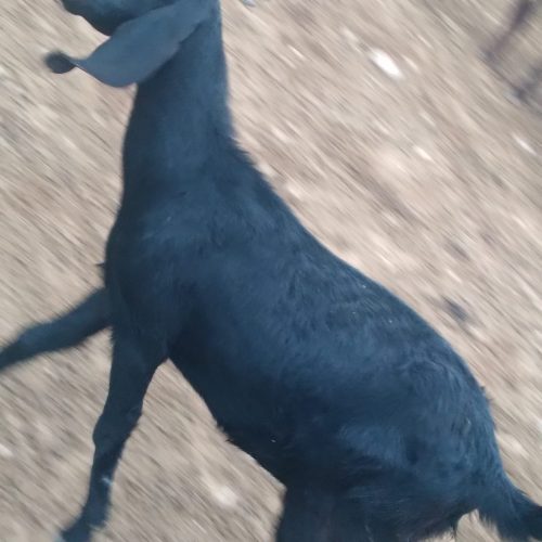 بز پاکستانی