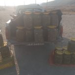 خیار شور
