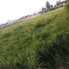 زمین کشاورزی یا باغ