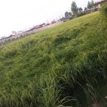 زمین کشاورزی یا باغ