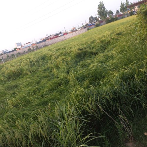 زمین کشاورزی یا باغ