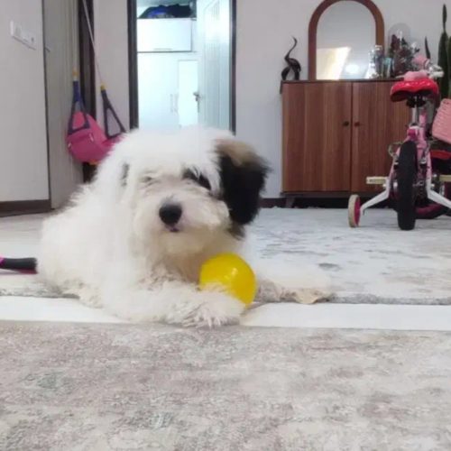 فروش شیتزو فلت