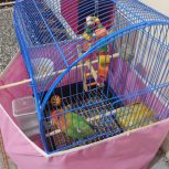 یک جفت فنچ و یک برزیلی … سراسیاب