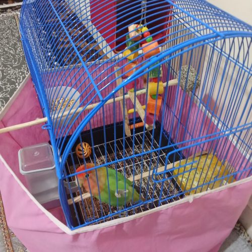 یک جفت فنچ و یک برزیلی … سراسیاب