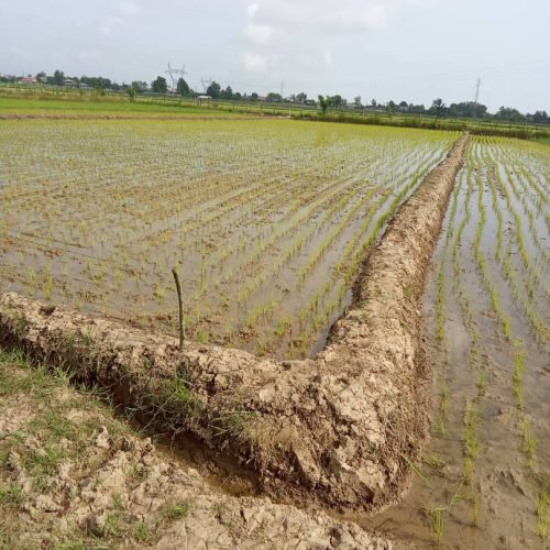 زمین کشاورزی