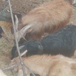 فروش کهره چاق