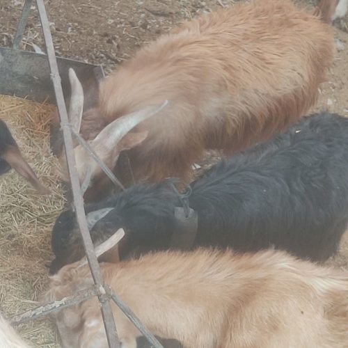 فروش کهره چاق