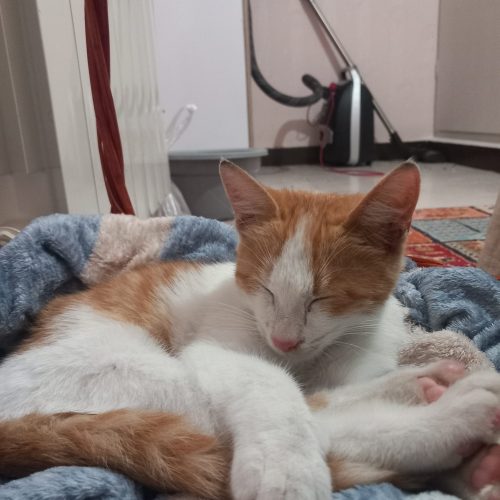 گمشده در پرند فازه صفر