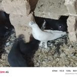 کبوتر کله خال دار قطع داروزیبا