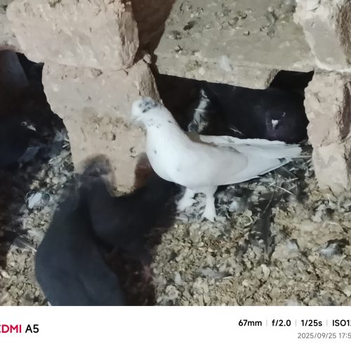 کبوتر کله خال دار قطع داروزیبا