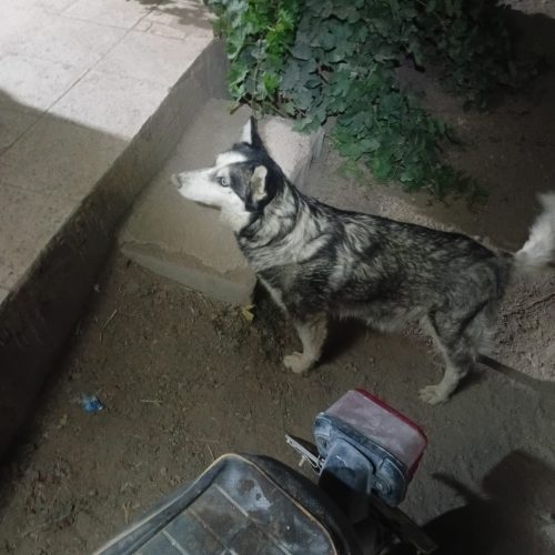 فروش یک عدد سگ خانگی ودست آموز