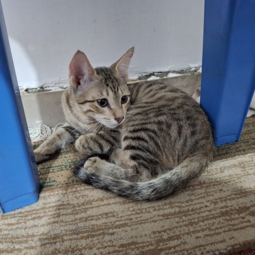 واگذاری رایگان 4 گربه DSHهمرا با مادرشان