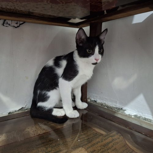 واگذاری رایگان 4 گربه DSHهمرا با مادرشان