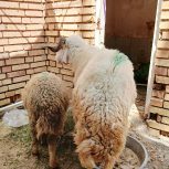 قوچ در شهر بستان